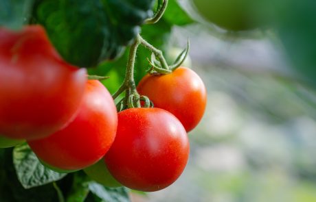השינוי העסקי של אנרג’ין מניב פירות – החברה מסתערת על שוק העגבניות